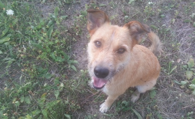 adieu-mon-chien-spot